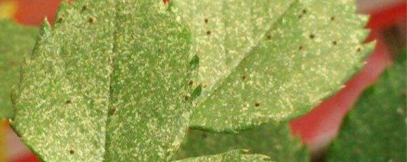<strong>紅蜘蛛是什麼蟲，對植物有什麼影響</strong>