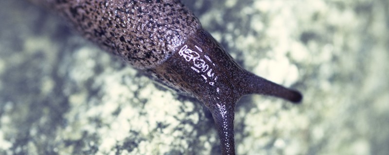 <strong>蛞蝓是什麼，怎麼消滅</strong>