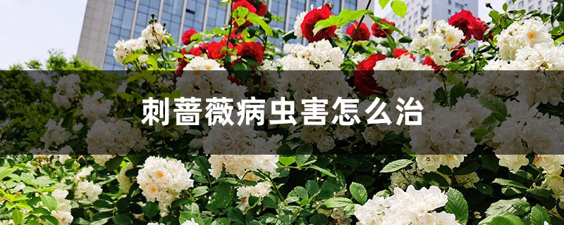 <strong>刺薔薇病蟲害怎麼治</strong>