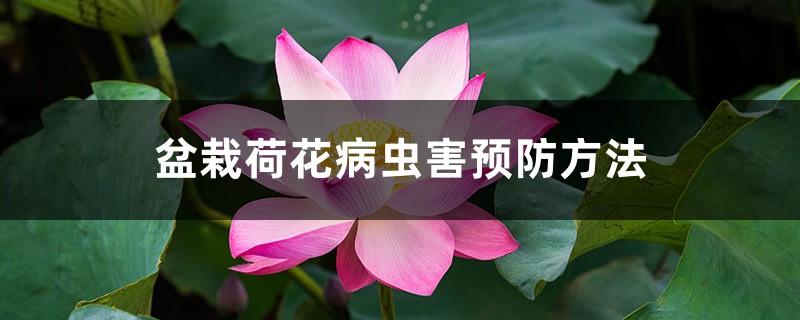 <b>盆栽荷花病蟲害預防方法</b>