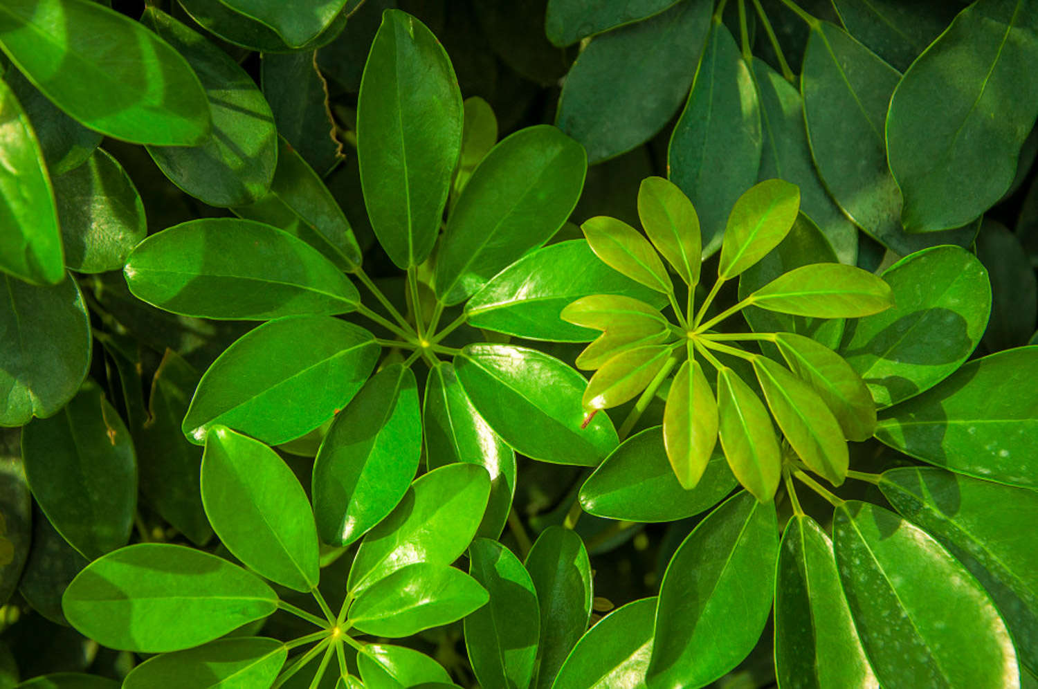 鴨腳木 鴨腳木(鵝掌柴)病害及防治方法