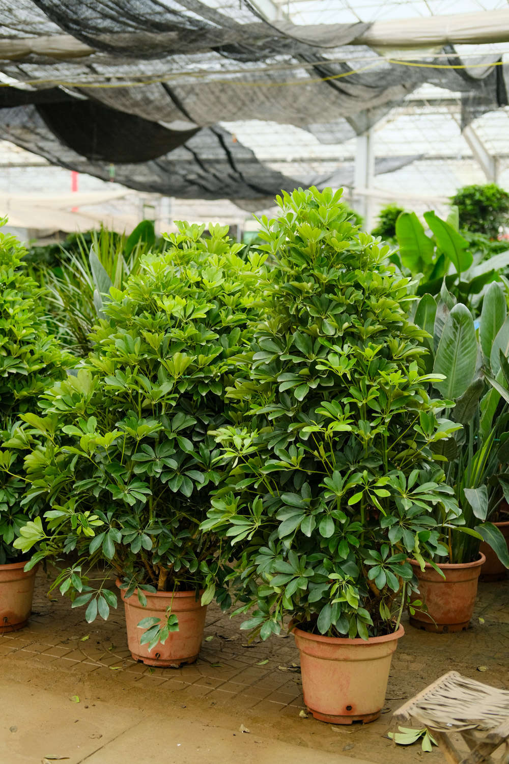 鴨腳木 鴨腳木(鵝掌柴)病害及防治方法