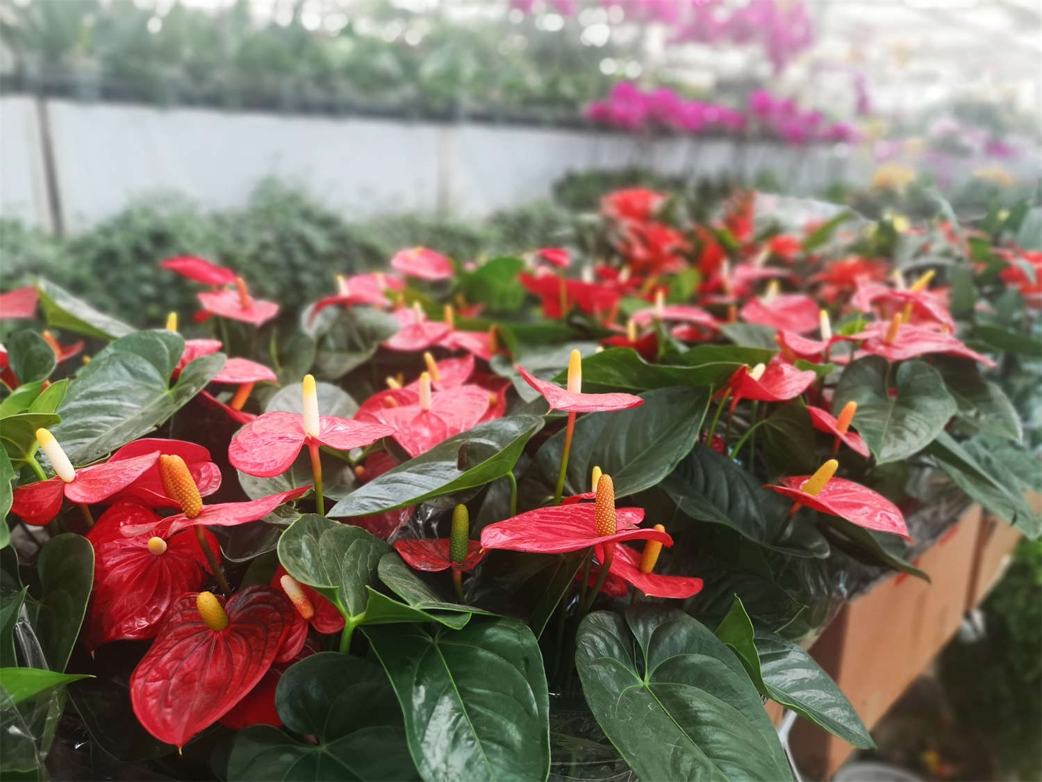 紅掌 紅掌病害及防治辦法