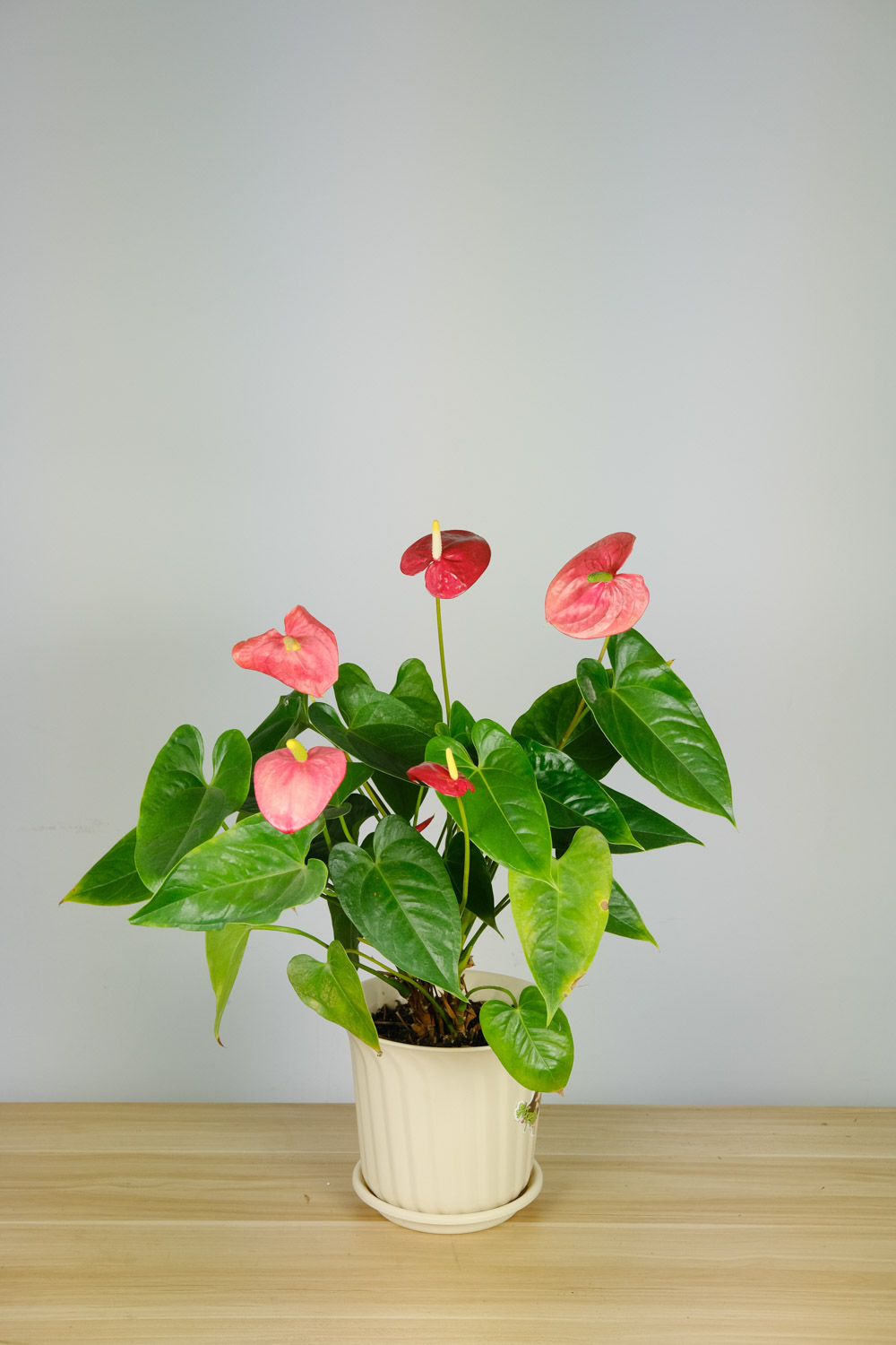 紅掌 紅掌病害及防治辦法