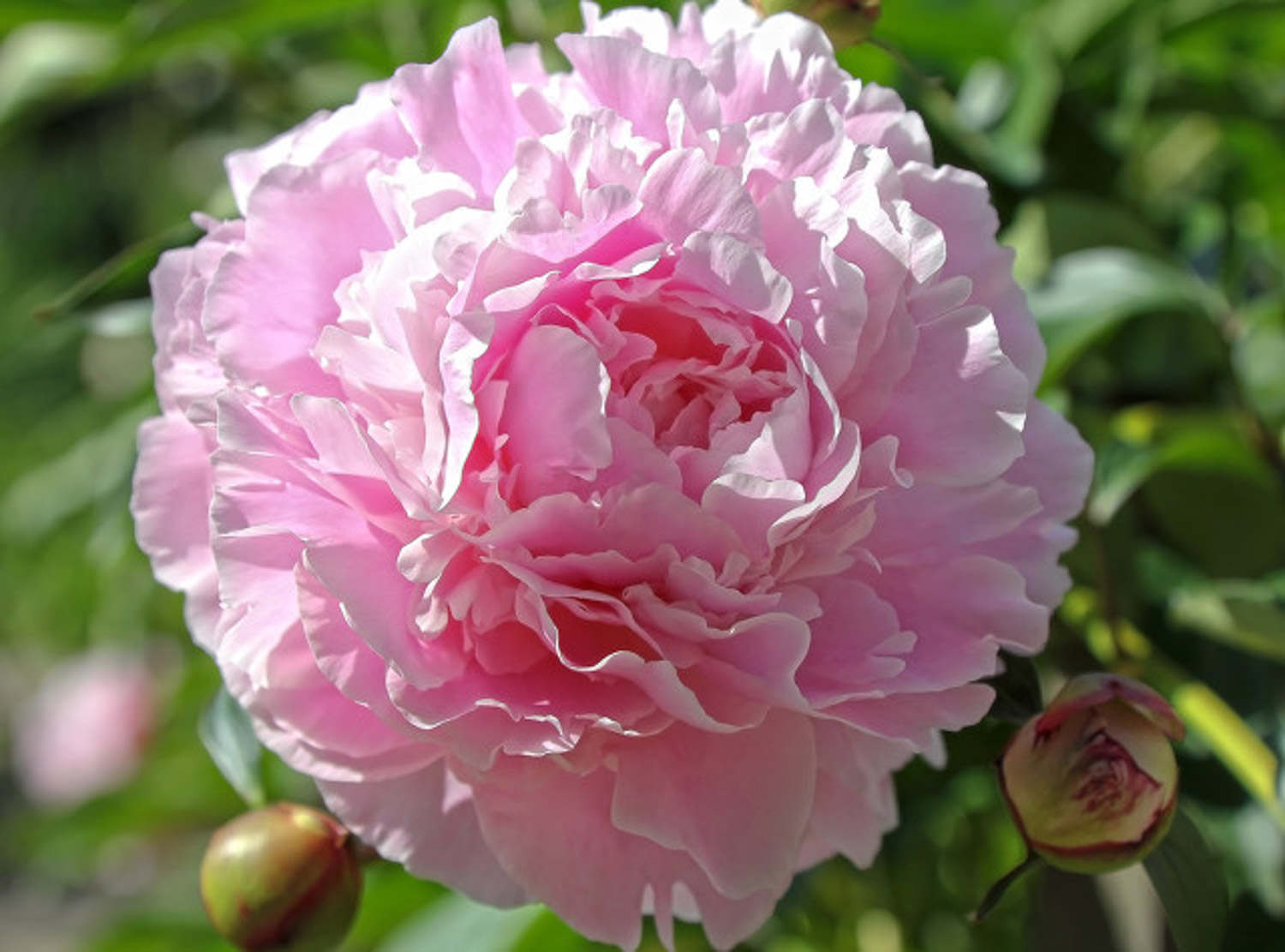 芍藥 芍藥的病害及防治方法
