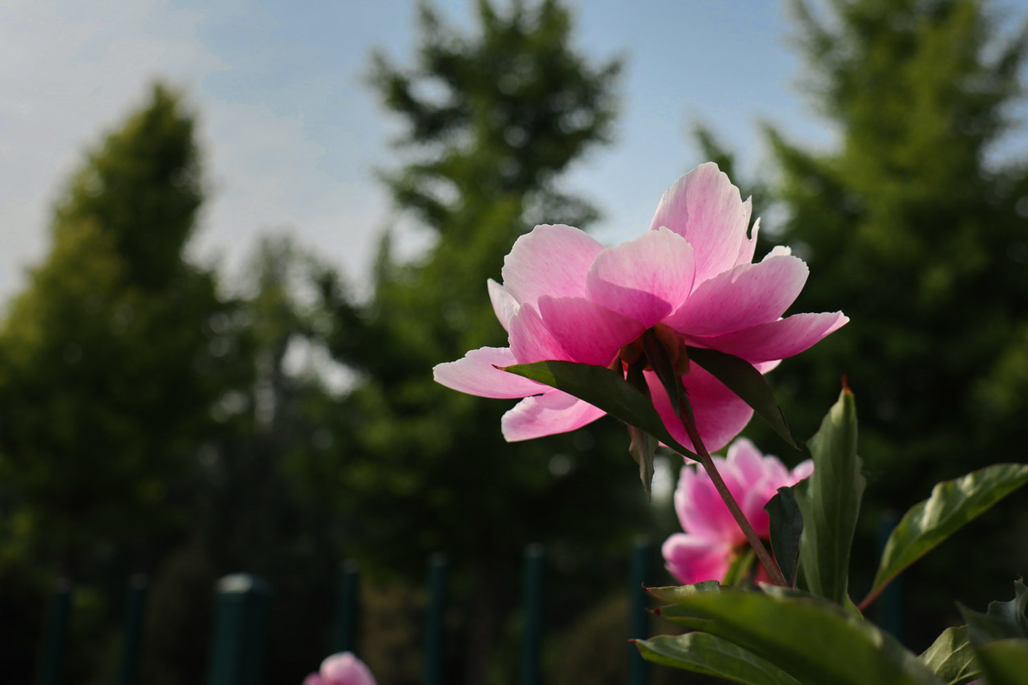 芍藥 芍藥的病害及防治方法