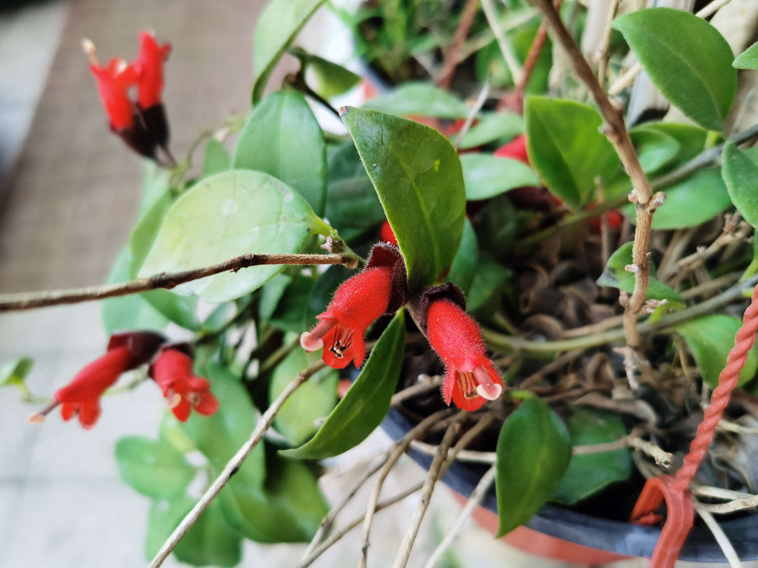 口紅吊蘭 口紅花常見病蟲害及防治方法