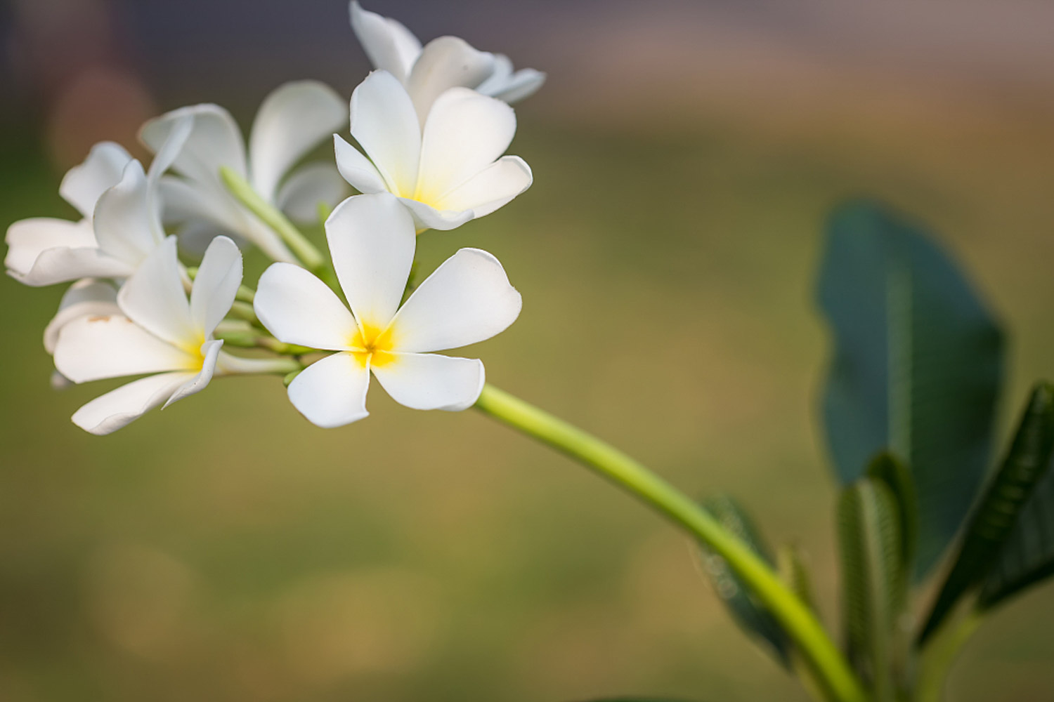 雞蛋花 雞蛋花病蟲害防治方法