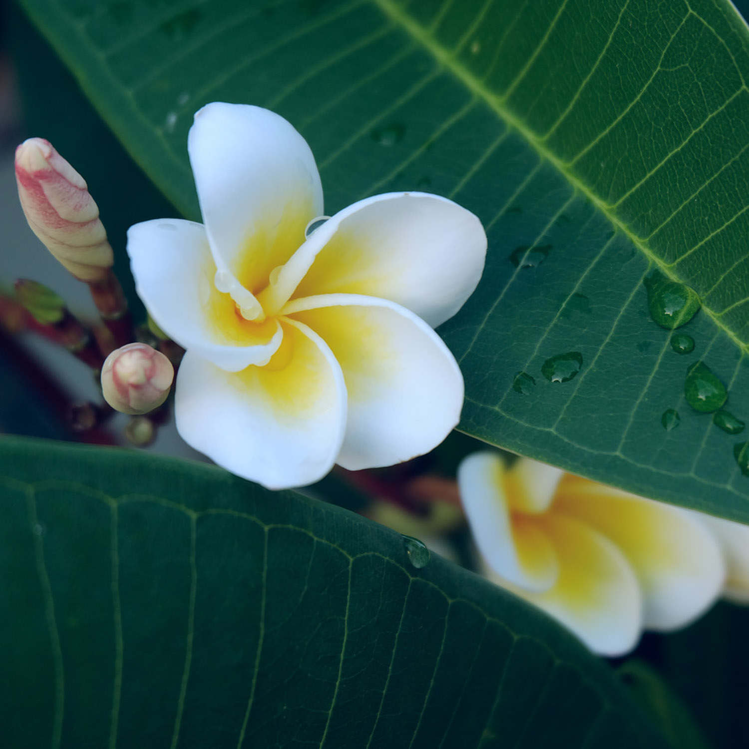 雞蛋花 雞蛋花病蟲害防治方法