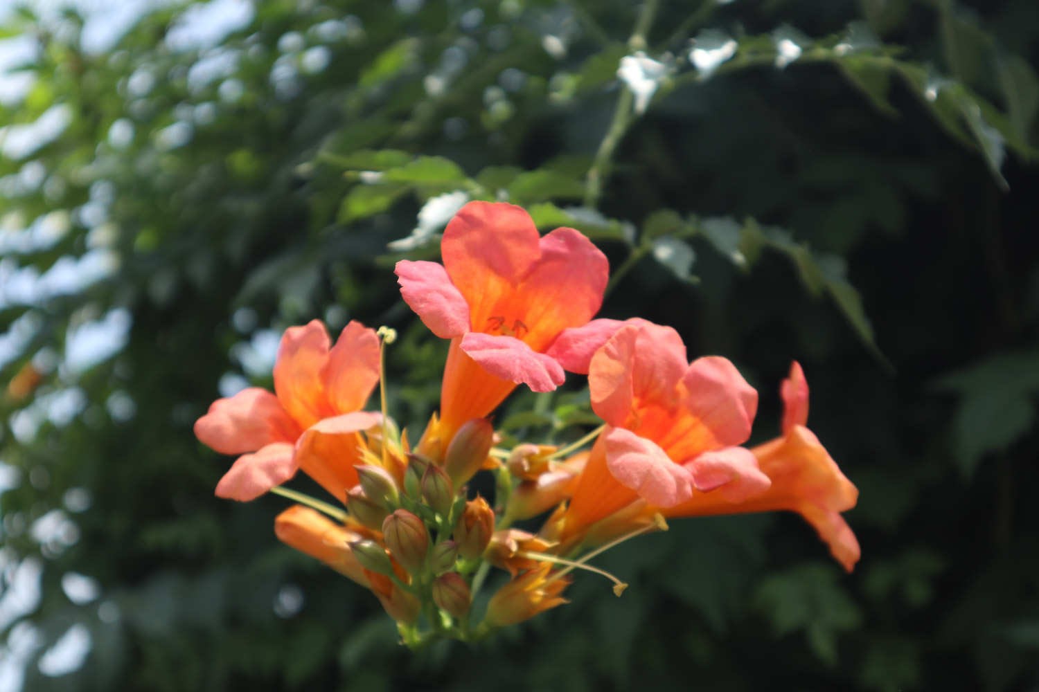 淩霄花 淩霄花常見病害及防治方法