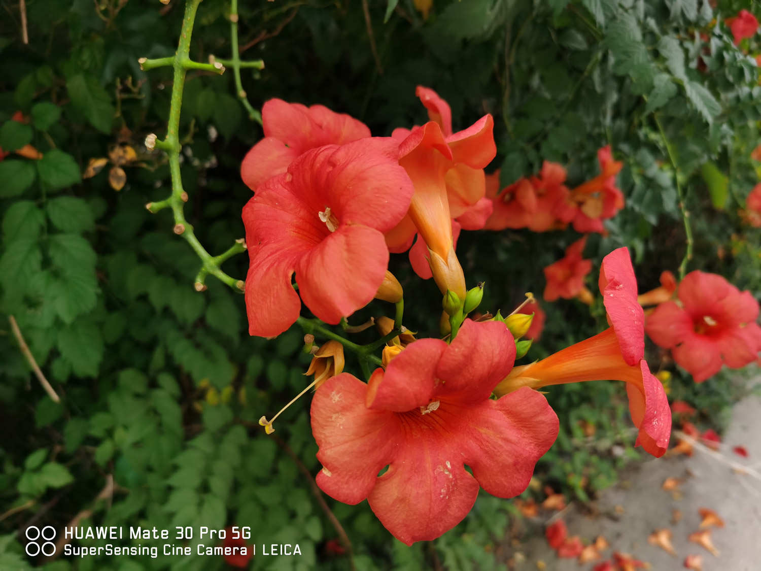 淩霄花 淩霄花常見病害及防治方法
