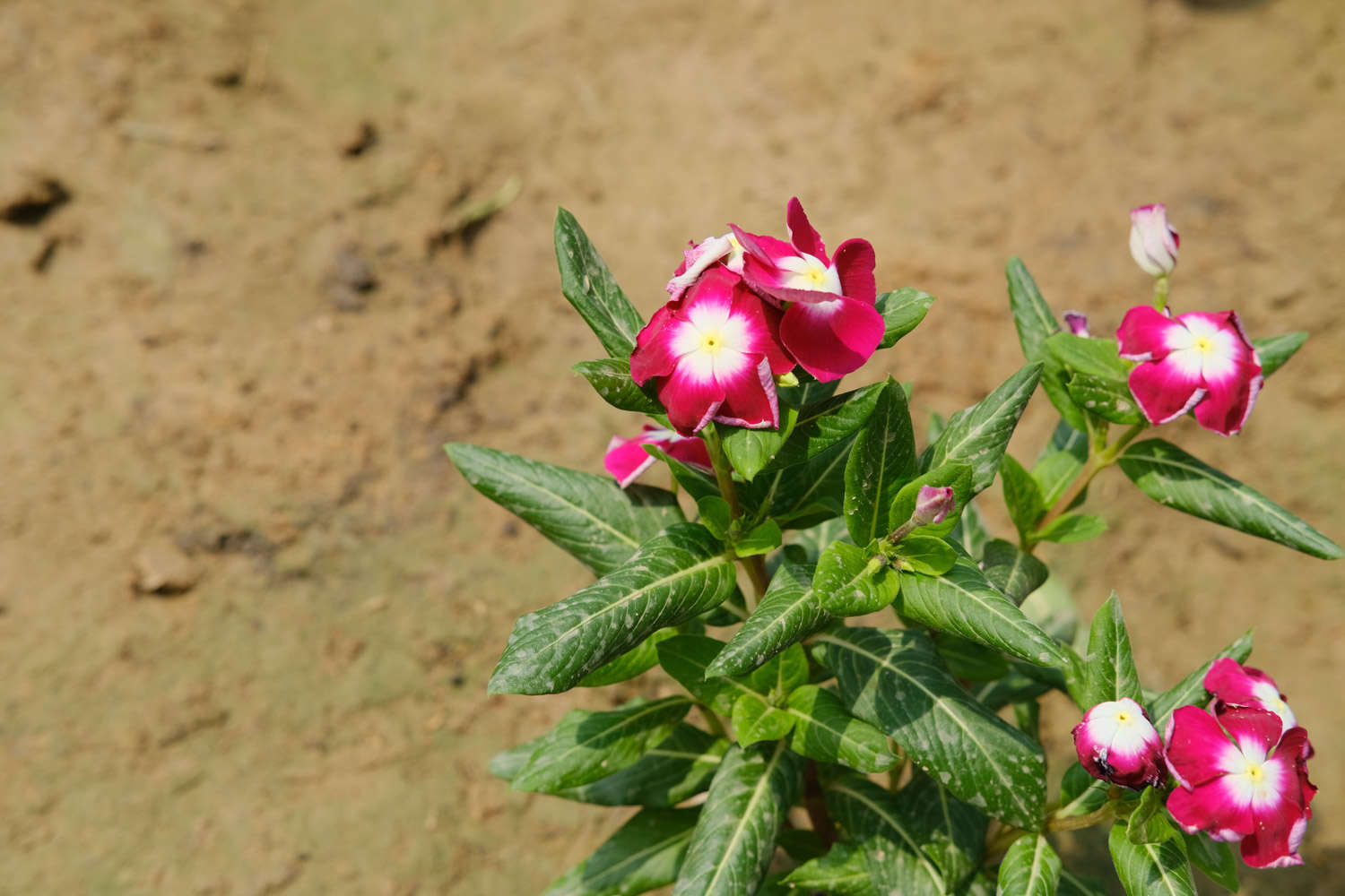 長春花 長春花常見病害及防治方法