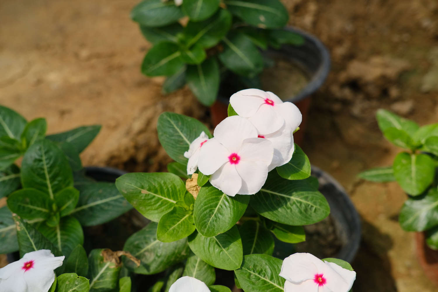 長春花 長春花常見病害及防治方法