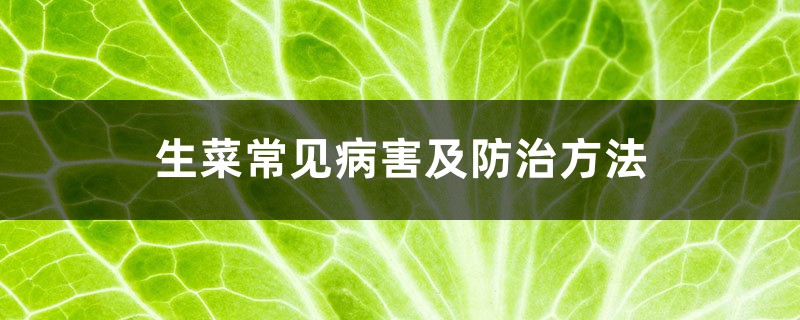 <b>生菜常見病害及防治方法</b>