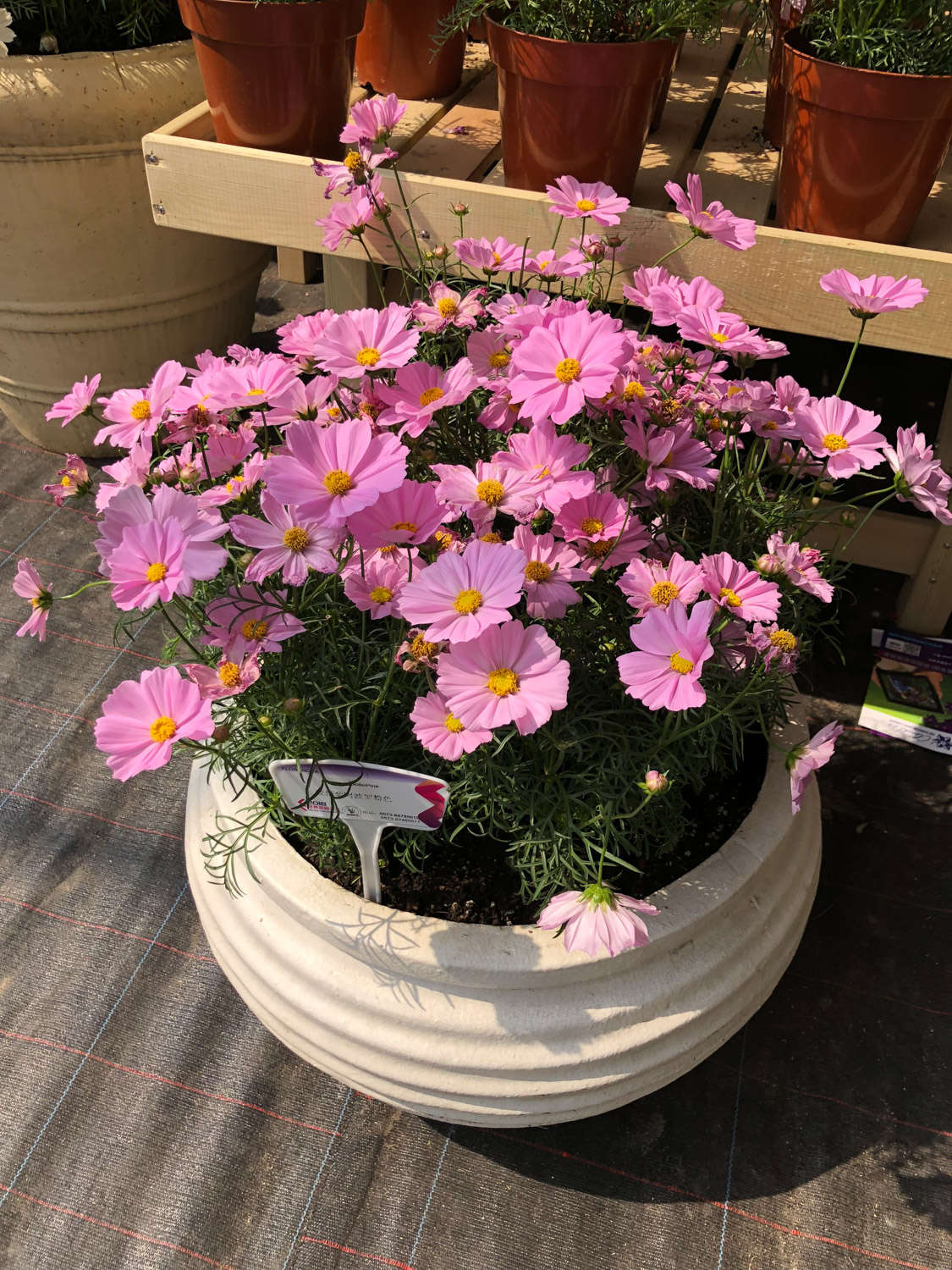 波斯菊 波斯菊常見病害及防治方法