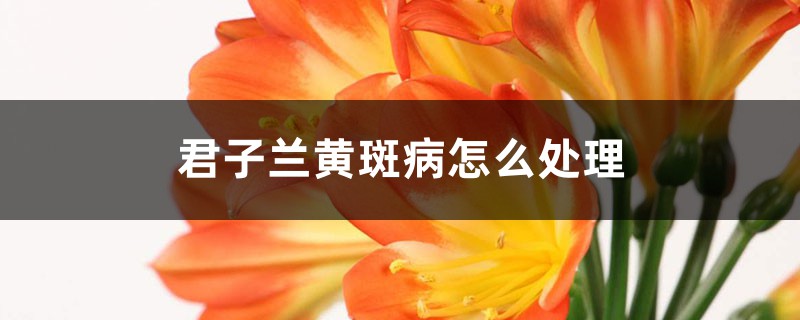 <strong>君子蘭黃斑病怎麼處理</strong>