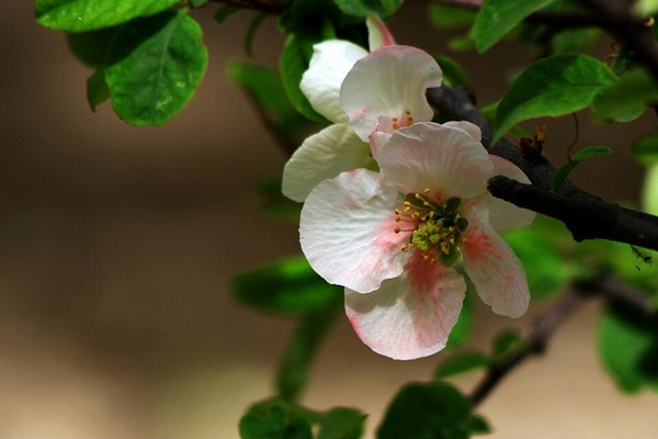 <b>橄欖花常見病蟲害及防治方法</b>