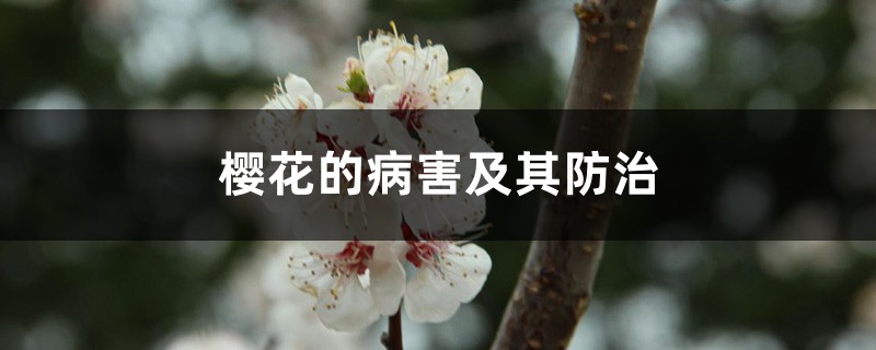 <b>櫻花的病害及其防治</b>