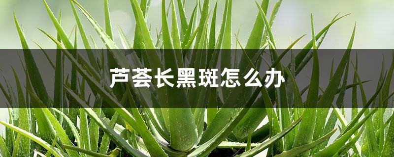 <strong>蘆薈長黑斑怎麼解決，怎麼處理</strong>