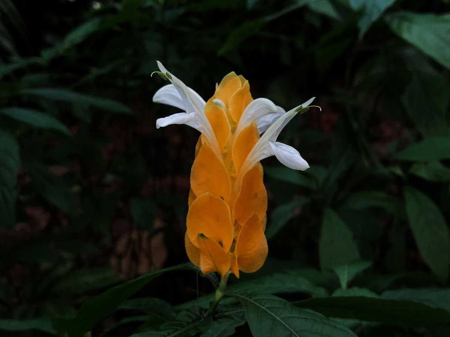 金苞花 金苞花的病蟲害及其防治
