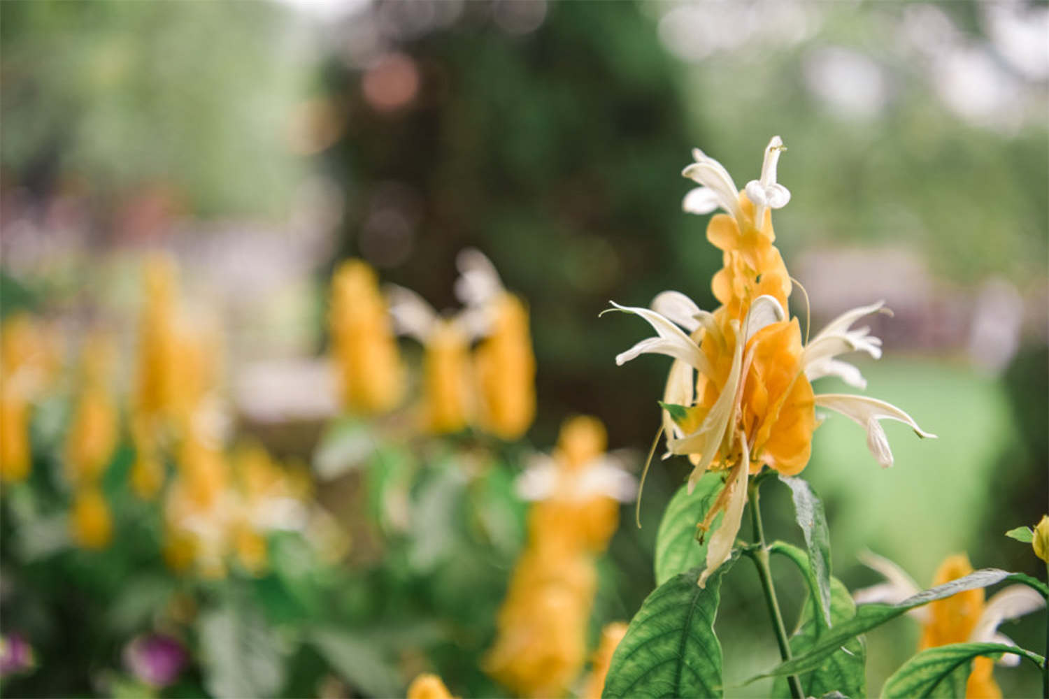 金苞花 金苞花的病蟲害及其防治