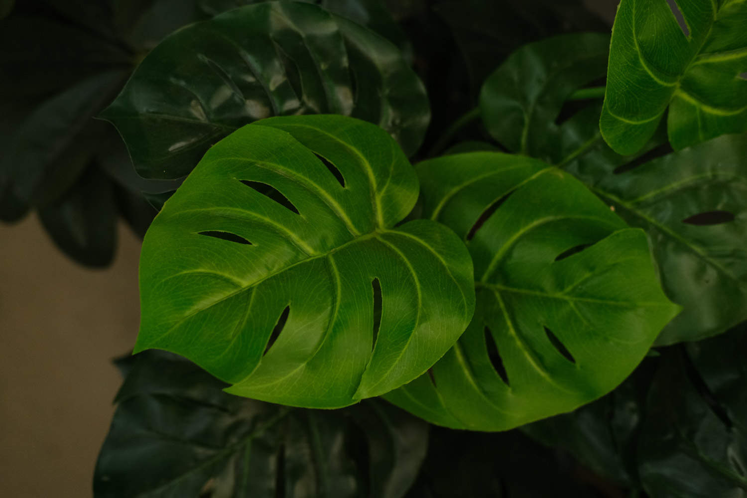 龜背竹 龜背竹發生凍害要怎麼解決,怎麼處理