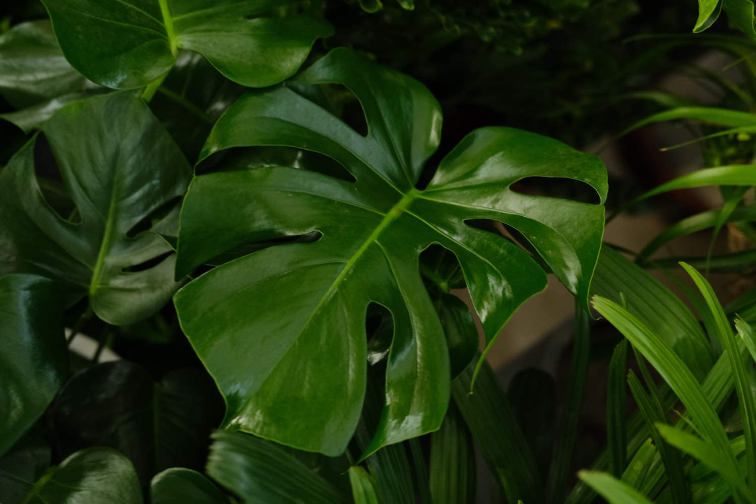 龜背竹 龜背竹發生凍害要怎麼解決,怎麼處理