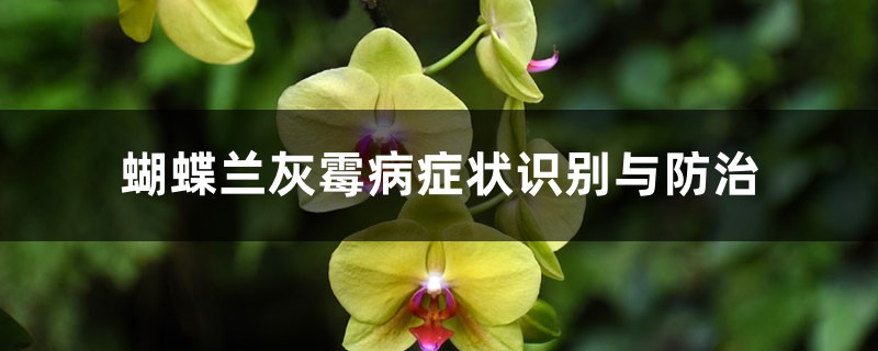 <strong>蝴蝶蘭灰黴病症狀識別與防治</strong>
