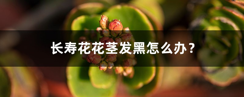 <strong>長壽花花莖發黑怎麼解決，怎麼處理？</strong>