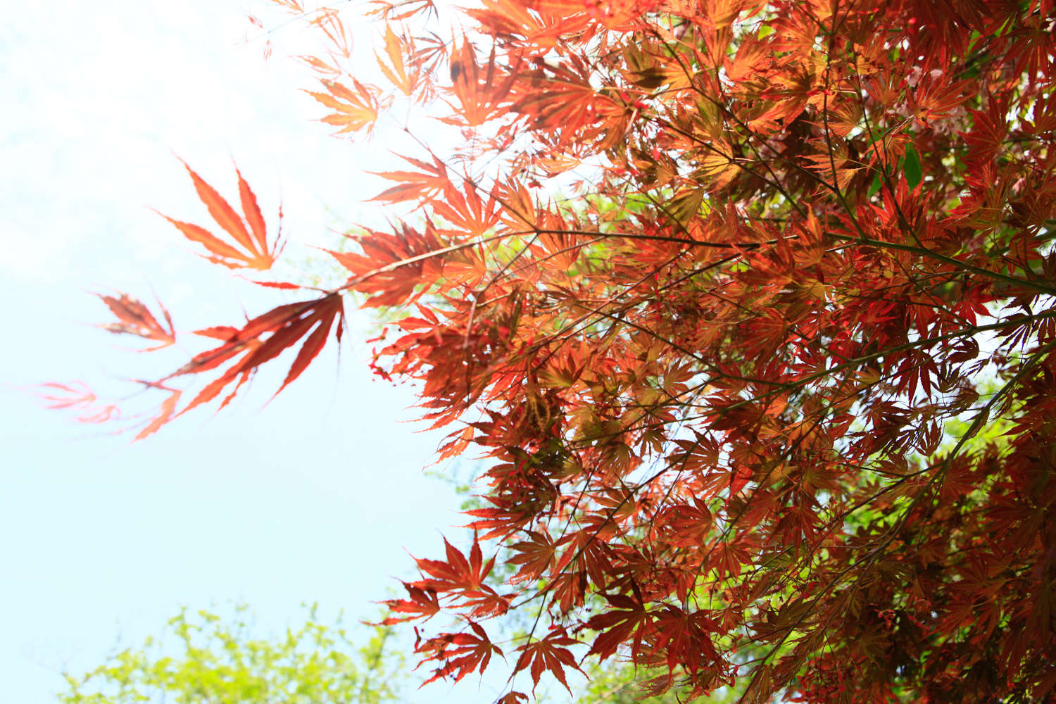 紅楓 紅楓的病蟲害防治,這樣做再不用發愁!