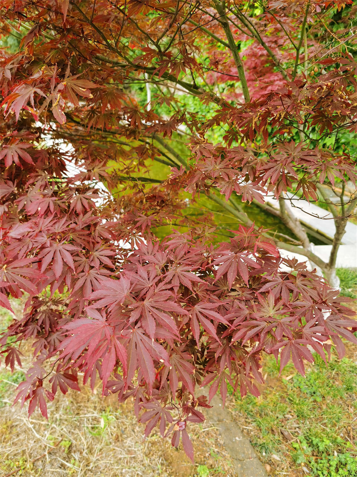 紅楓 紅楓的病蟲害防治,這樣做再不用發愁!