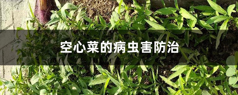 <b>空心菜的病蟲害防治</b>
