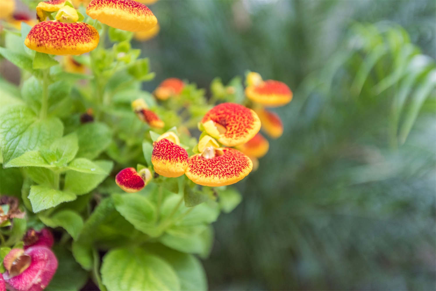蒲包花 荷包花的病蟲害防治