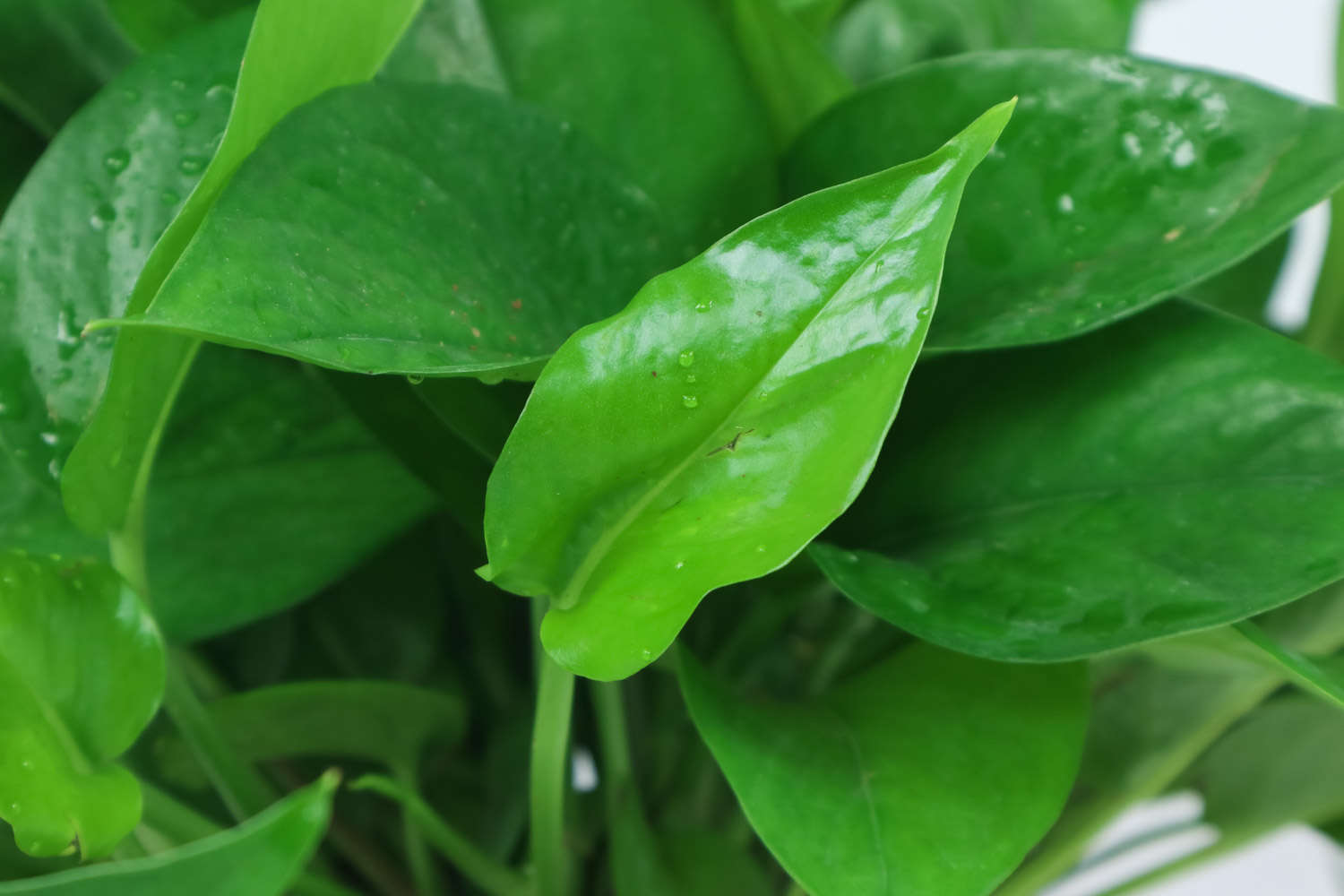 綠蘿 冬天綠蘿葉子有黑斑怎麼解決,怎麼處理