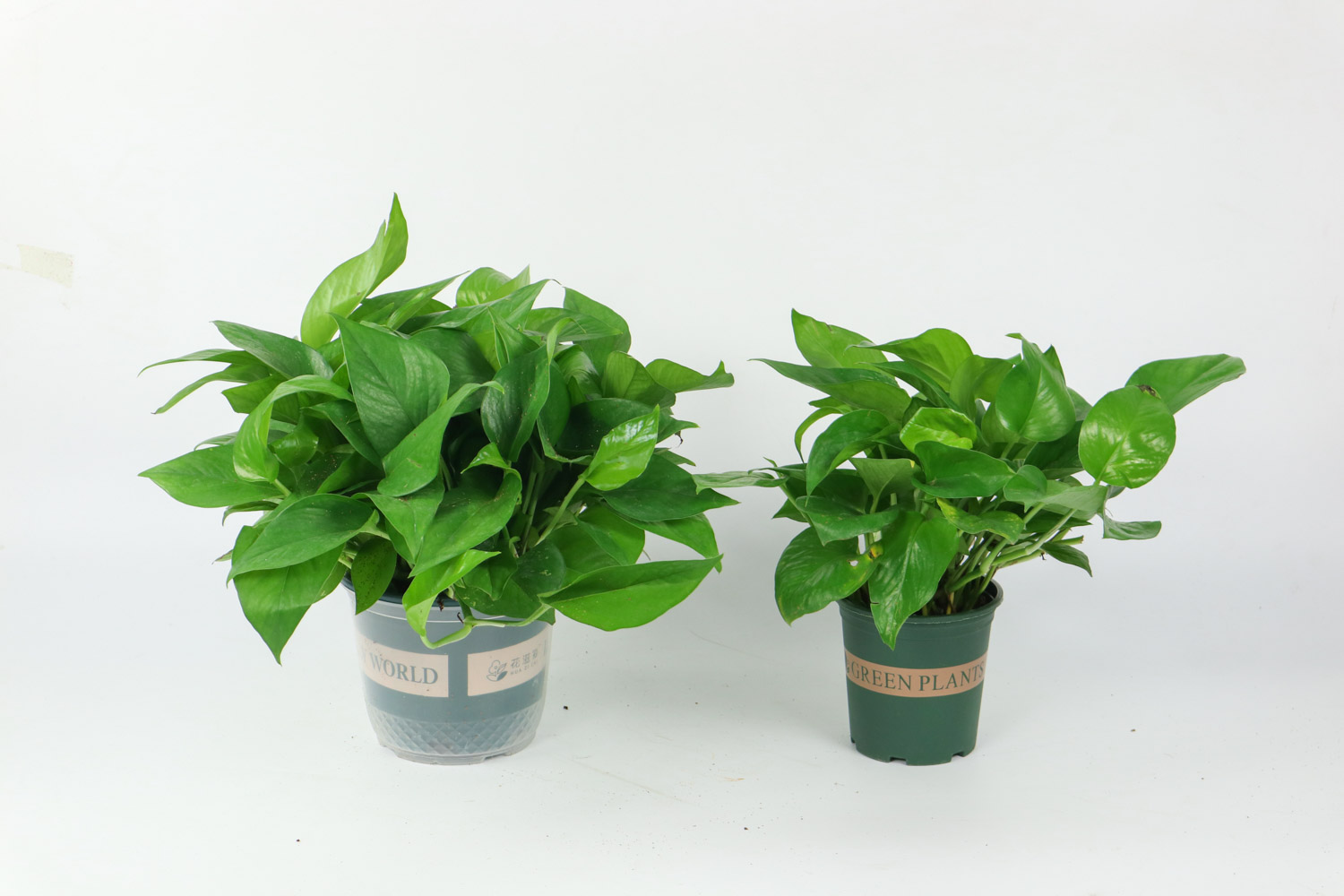 綠蘿 冬天綠蘿葉子有黑斑怎麼解決,怎麼處理