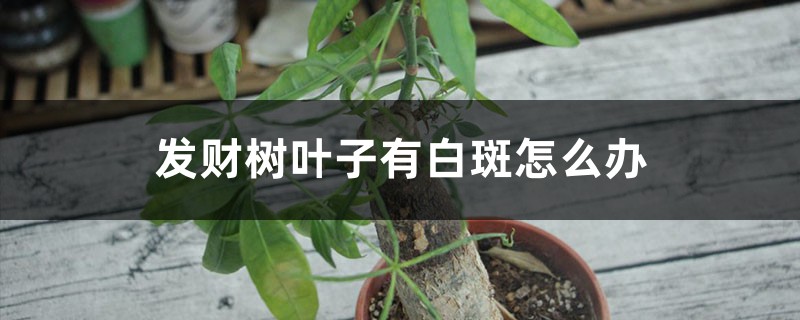 <strong>發財樹葉子有白斑怎麼解決，怎麼處理</strong>
