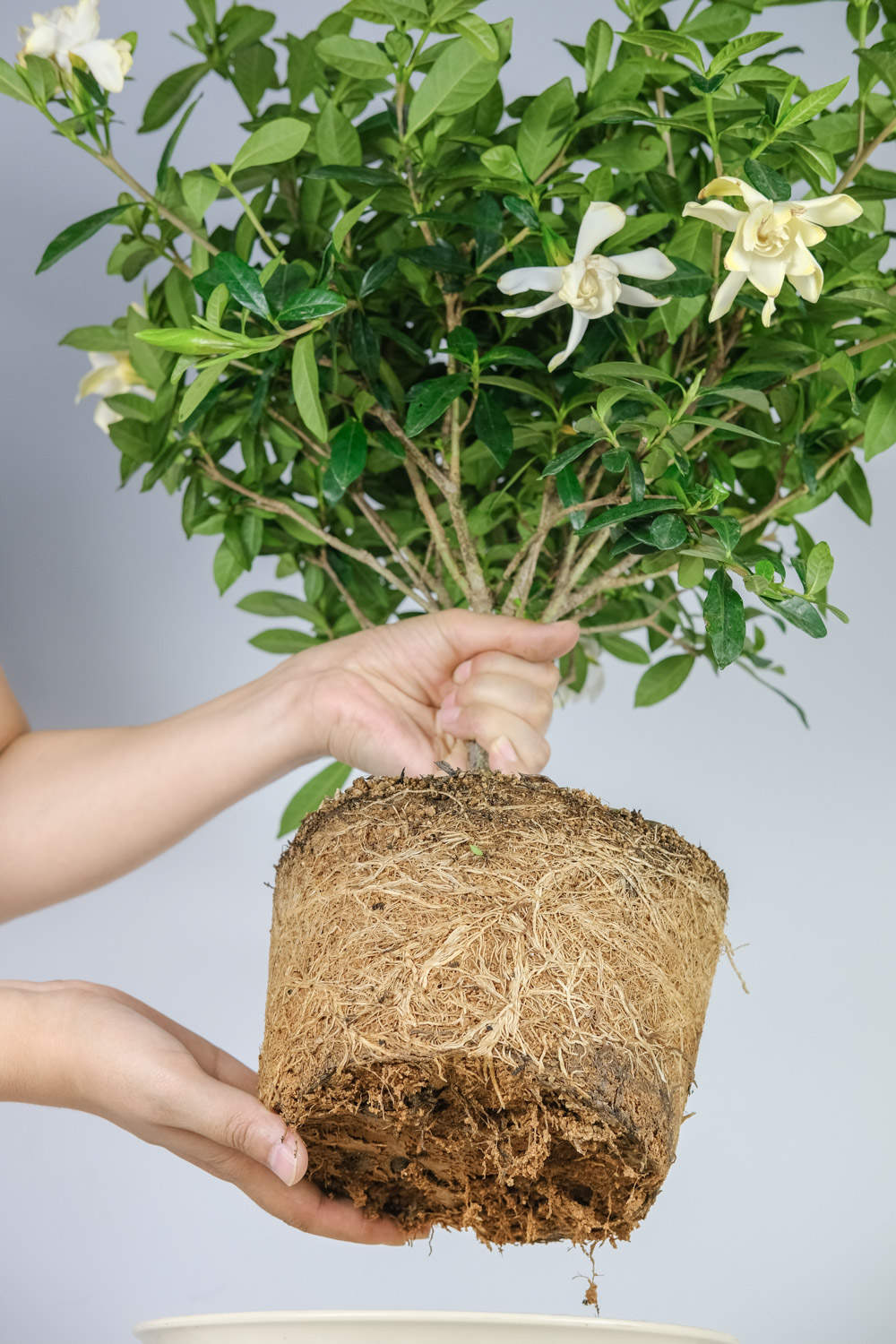 梔子花 新買的梔子花萎蔫怎麼解決,怎麼處理