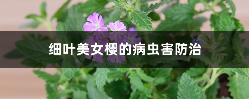 <strong>細葉美女櫻的病蟲害防治</strong>
