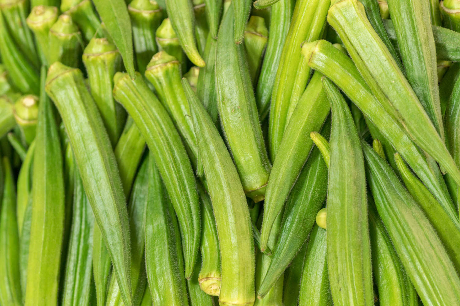 秋葵 秋葵葉子有黑斑怎麼解決,怎麼處理,秋葵葉子有黑斑咋回事