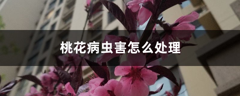 <b>桃花病蟲害怎麼處理，桃花蟲害症狀</b>