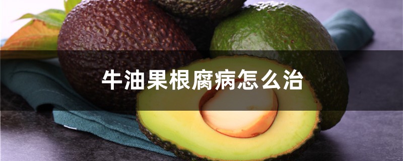 <b>牛油果根腐病怎麼治，牛油果病害</b>
