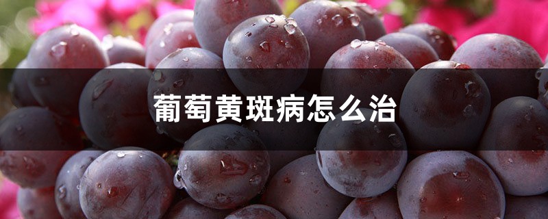 <b>葡萄黃斑病怎麼治，用什麼藥</b>