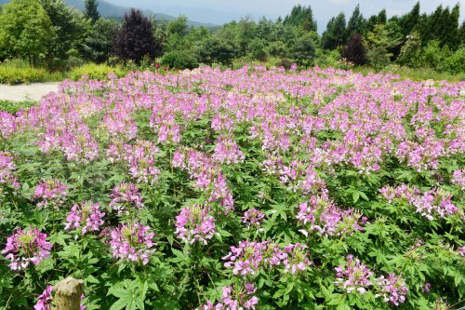 醉蝶花 醉蝶花常見病害及防治方法