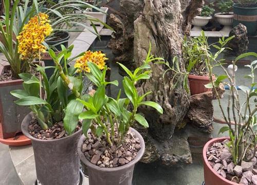 燒過的煤渣可以種花嗎