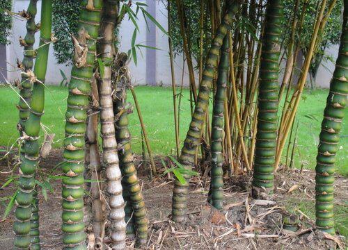 羅漢竹能在室內養嗎