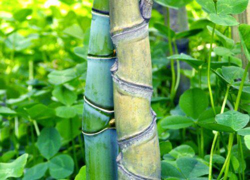 羅漢竹能在室內養嗎