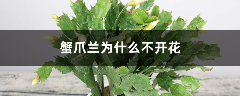 <strong>蟹爪蘭為什麼不開花</strong>