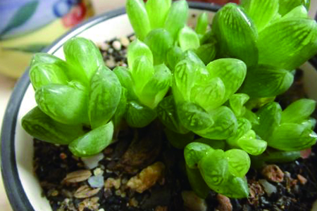 草玉露 草玉露徒長怎麼解決,怎麼處理