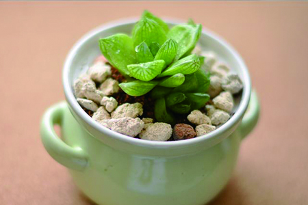 草玉露 草玉露徒長怎麼解決,怎麼處理