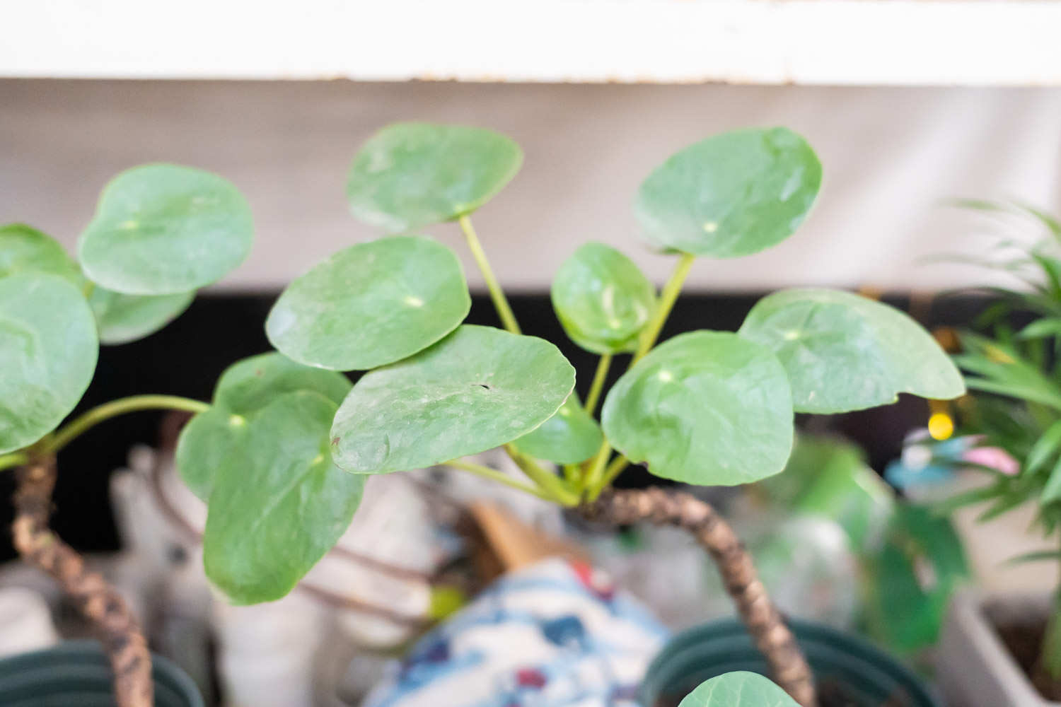 鏡麵草 鏡麵草葉子卷曲怎麼解決,怎麼處理